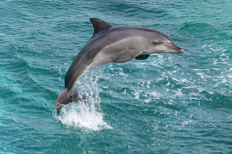 Side: Dolphins Island Cruise with Swimming Stops and Lunch - Getting From Side to the Boat: Pickup, Meeting Point, and Timing