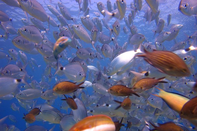 Side: Scuba Diving Under Water Museum - What you are paying $50 for, and what affects value