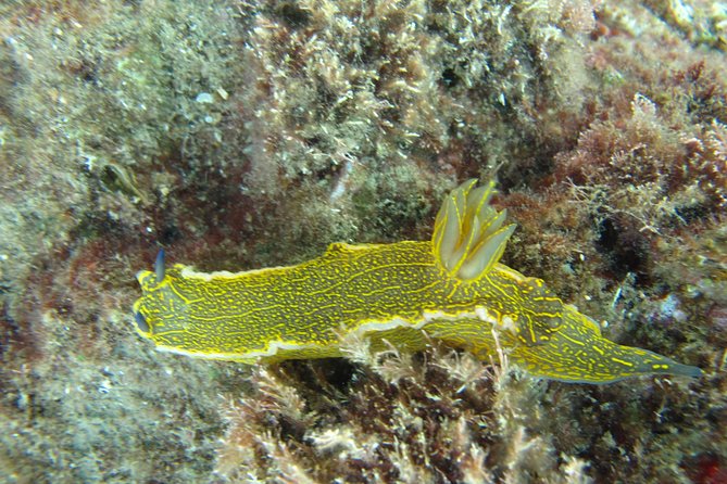 Side: Scuba Diving Under Water Museum - Practical tips to make the day smoother