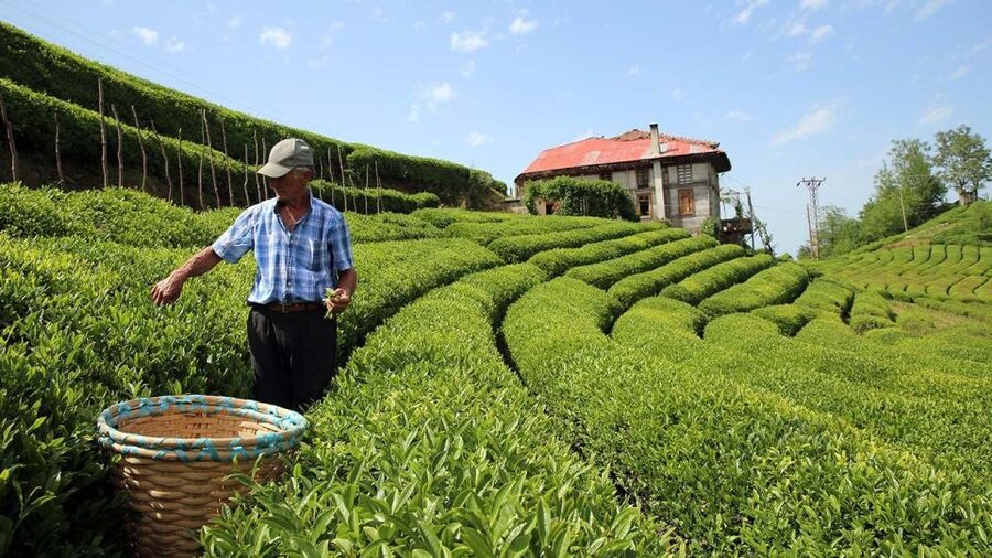 Trabzon: Uzungöl Group Tour, Explore The Nature & Taste Tea - Sürmene Knife workshops at Akif Usta Bıçakçılık (and what to buy, if anything)