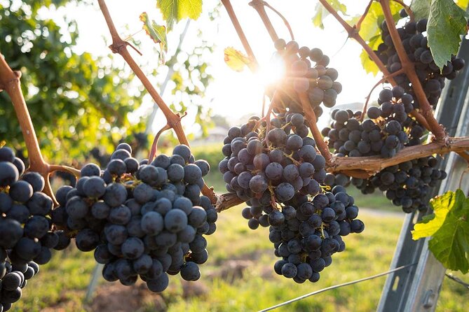 VIP Full Day Wineries Tour from Istanbul - Food Pairings, Lunch Choices, and What to Expect at the Table